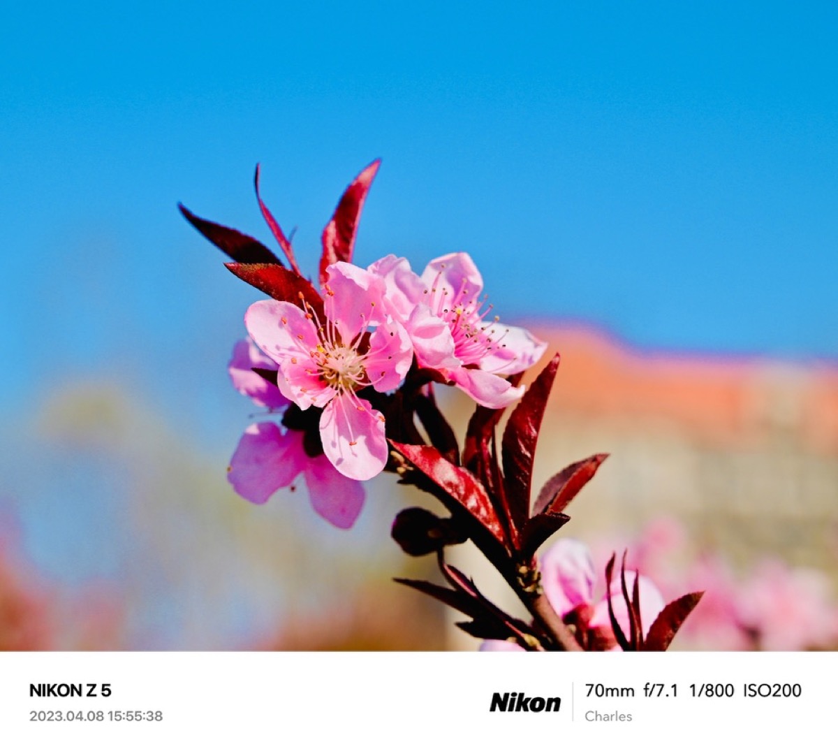 Pink blossom photographed with a Nikon Z5
